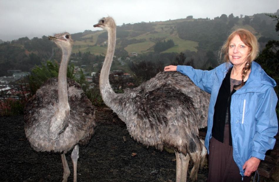 Anna Milliken mingles with her pet ostriches Myrrtle (left) and Mabel at her Northeast  Valley...