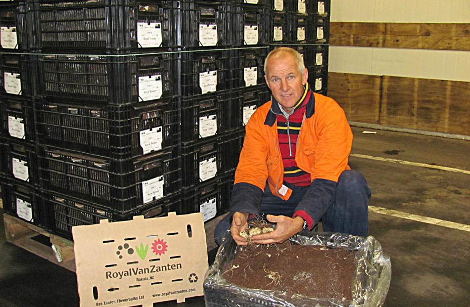 Anton Warmerdam checks the condition of dormant lily bulbs in a chiller. Photo by Maureen Bishop