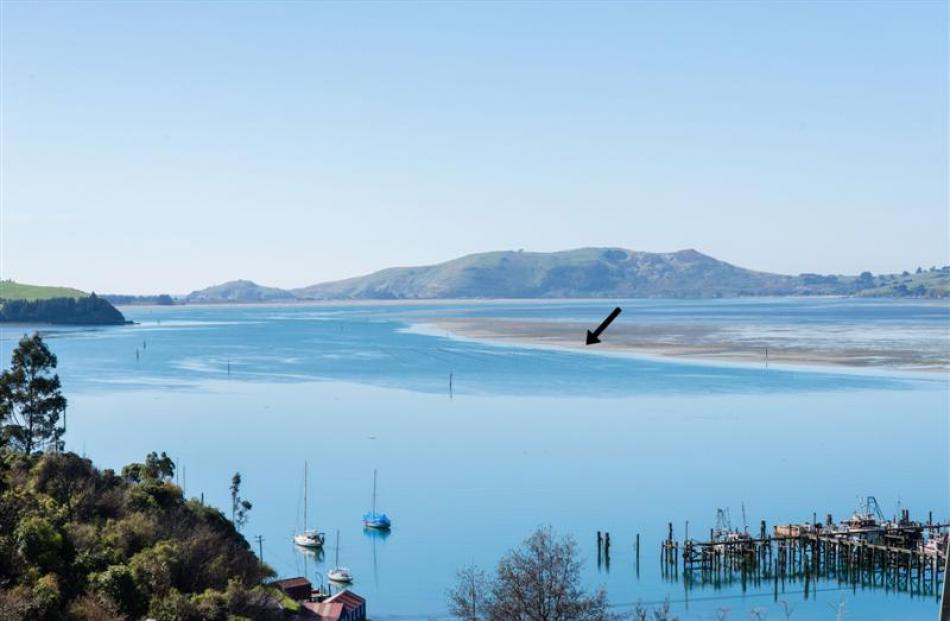 Areas in Otago Harbour where Southern Clams proposes to finish off Bluff oysters in suspended...