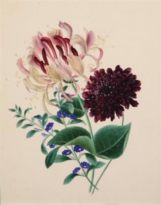 Artist unknown, Study of Honeysuckle, watercolour.