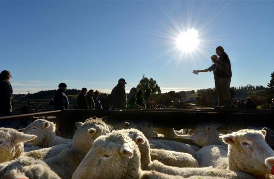 Auctioneers sell sheep at the Waiareka saleyards in Oamaru to support the victims of recent sheep...