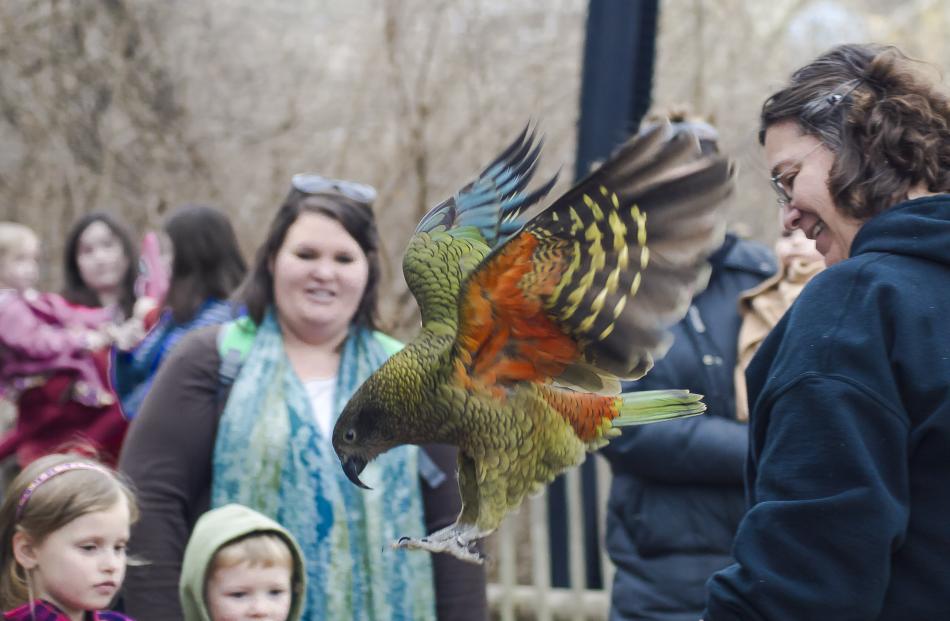 Avian trainer Jackie Bray demonstrates the talents of a kea, which was bred at the Cincinnati Zoo...