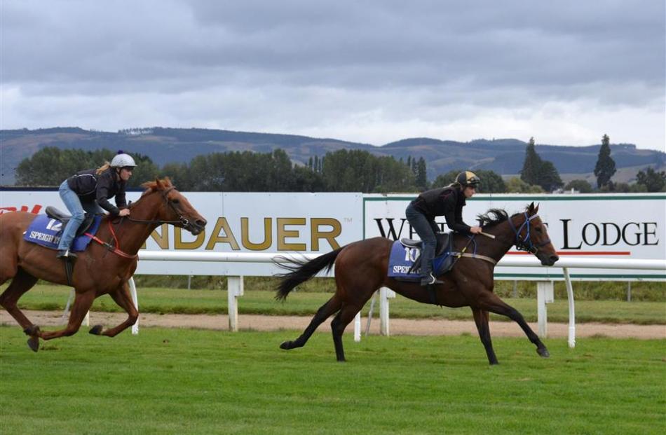 Babilloni makes an immediate impression with a jumpout win over Swiss Alps at Wingatui yesterday....