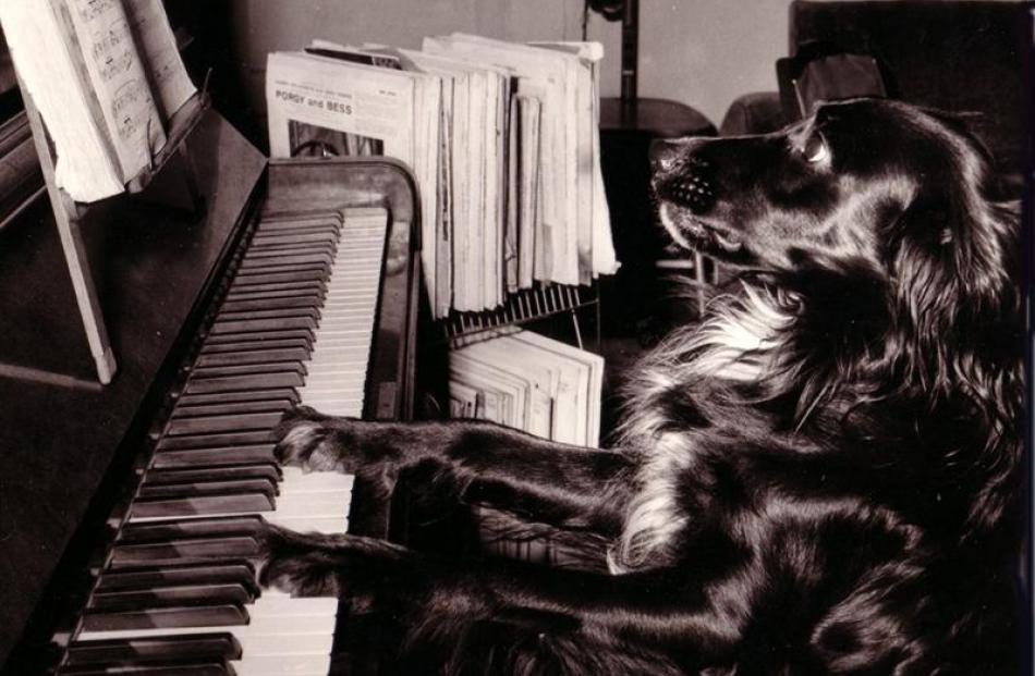 Bandit the semi-spaniel gives the semblance of knowing the difference between a semitone and a...