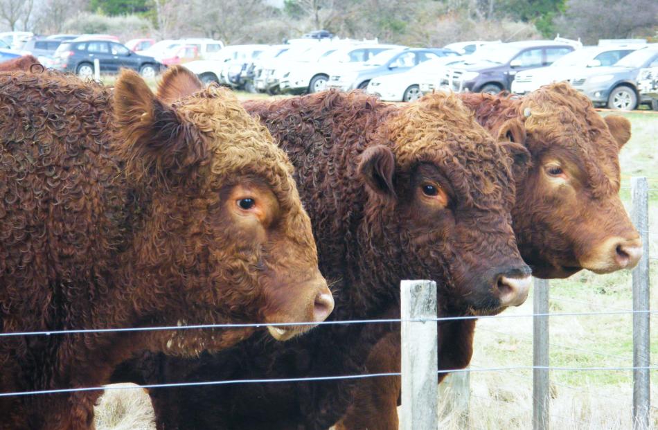 Beef +  Lamb New Zealand Genetics is developing research and development genetic research...