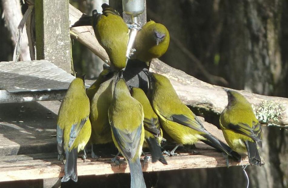 Bellbirds flock to the sugar-water dispenser. Photos supplied.