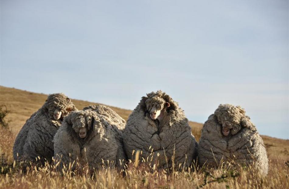 Big Ben (right) and the other three merino wethers captured after years of muster evasion on...