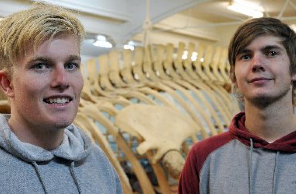 Blake Hornblow (left) and Zachary Penman view the fin whale skeleton at Otago Museum after...