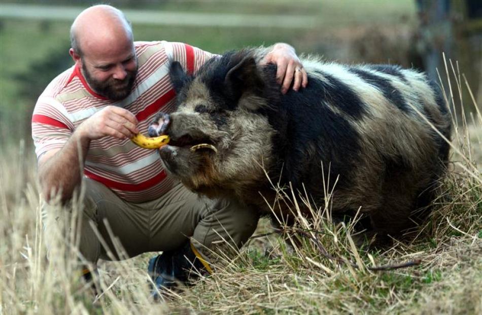 Boris the pig relaxes with his owner, Cam Romeril,  in Dunedin yesterday after being pulled off a...