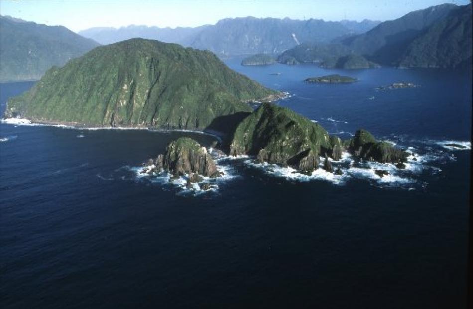 Breaksea Island, rat-free after a trend-setting eradication programme in 1991, received 59 South...