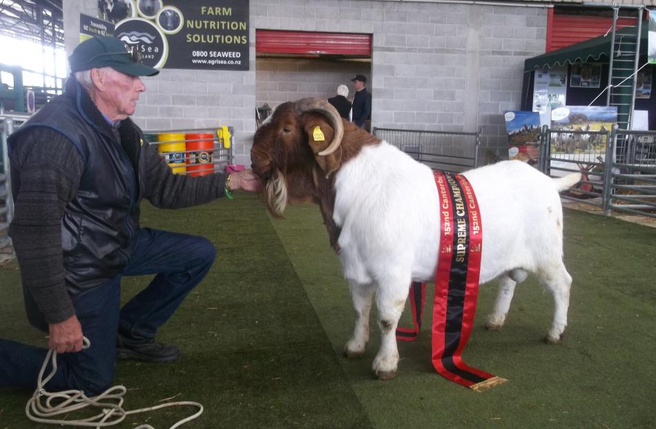 Buck . . .Oamaru goat breeder Owen Booth is proud of his buck named Viking, which won supreme...