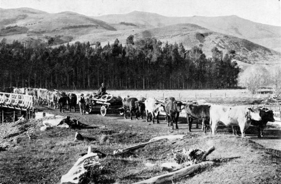 Bullock teams at Pigeon Bay, Akaroa, property of Mr Hayes. - Otago Witness, 1.11.1911. <br><br...