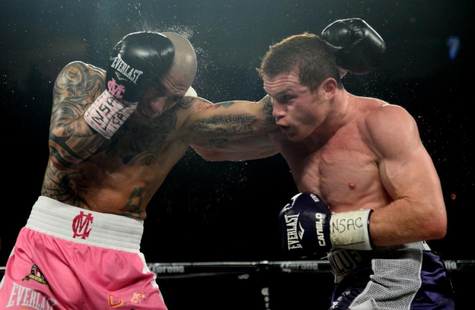 Canelo Alvarez (purple trunks) and Miguel Cotto (pink trunks) during their world title fight in...