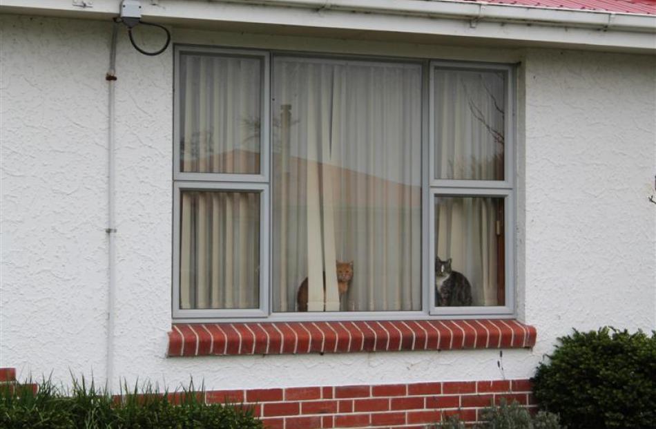 Cats sit on the windowsills at Averil Gardiner's Invercargill home. Photo by Allison Beckham.