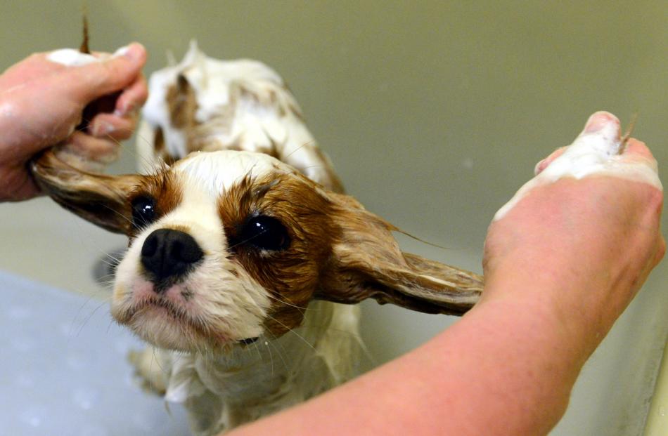 Cavalier King Charles Spaniel Desi gets a shampoo and an ear massage from Kim Thom at Mudpuppy....