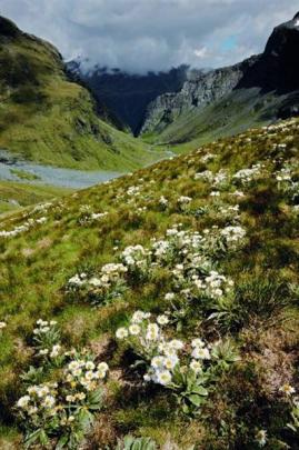 Celmisia flowers, Pearson Pass, Mt Aspiring. Photo by Dave Toole.