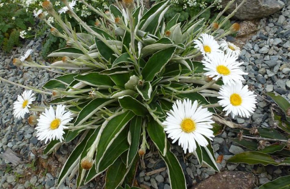 Celmisia hookeri  in flower in the Rare Plants garden at Orokonui. Photo by Neville Peat.