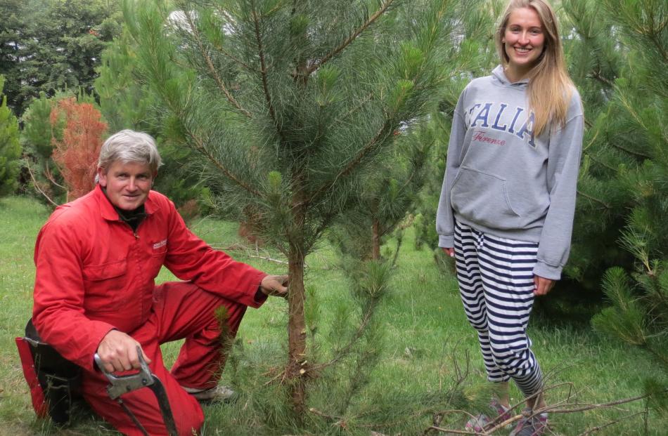 Christmas tree farmer John Munro prepares to cut down a tree for University of Otago student Alex...