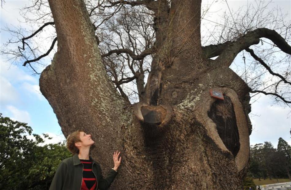Clare Fraser with the remaining royal oak at the Dunedin Botanic Garden. Photo by Gregor Richardson.