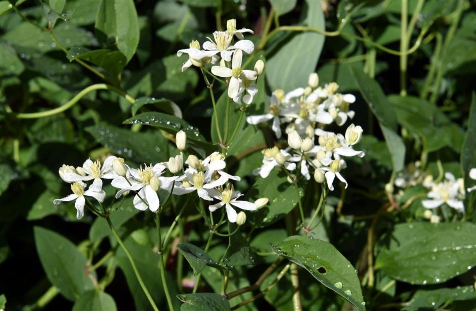 Clematis integrifolia. Photo:Gregor Richardson