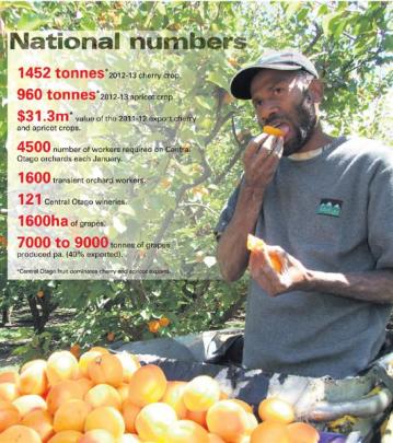 Cliff Richards, of Vanuatu, was part of the workforce picking Sundrop apricots at Clyde last...