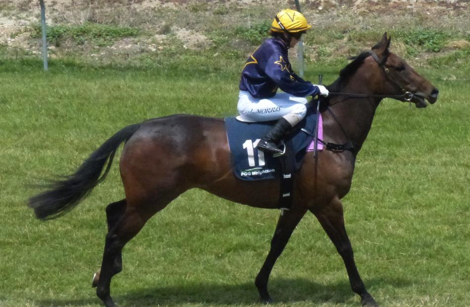 Close to home . . . Janefield Jewel is one of five starters in race 2 for local trainer Terry...