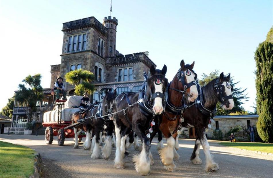 Clydesdales (from left) Major, Connor and Dark lead the way under the guidance of Erewhon Station...