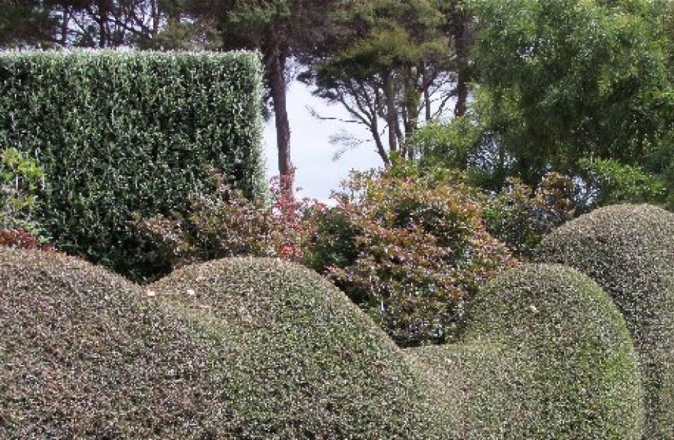 Contrasting shapes in twinned native coprosma and corokia hedging.