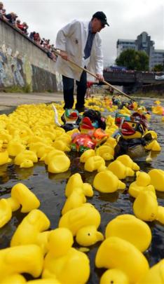 Craig Wombwell, of Dunedin East Rotary helps the ducks along. Photos by Peter McIntosh.