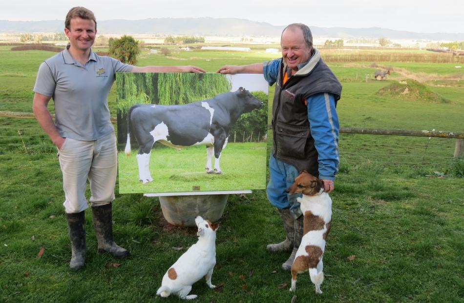 CRV Ambreed is giving one of its  most prolific Holstein ...