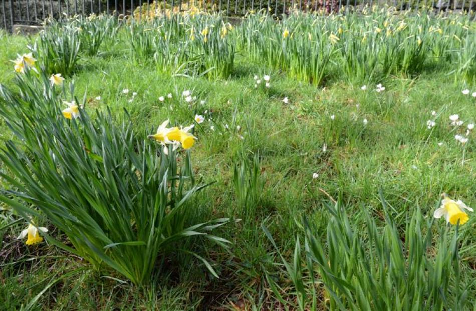 Daffodils and Crocuses flower in the bulb garden at Dunedin Botanic Garden. Photo by Linda...