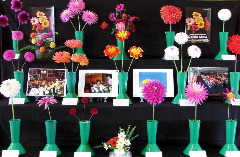 Dahlias on display at last Saturday's East Otago A&P show hint at what the national dahlia show...