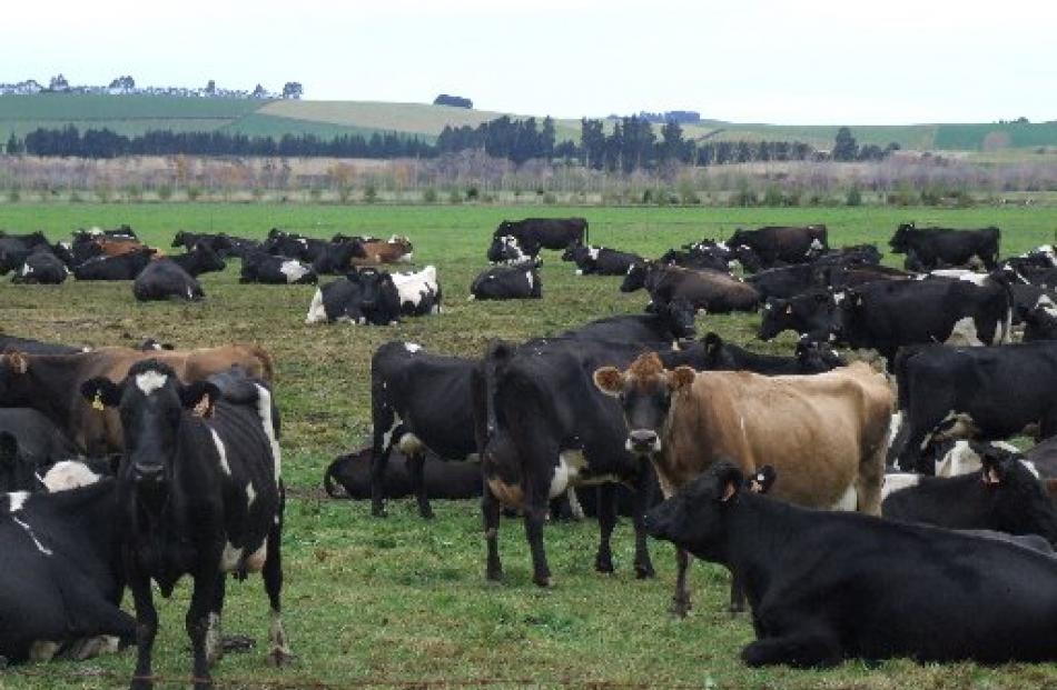 Dairy cows in a paddock in the Kakanui River catchment.