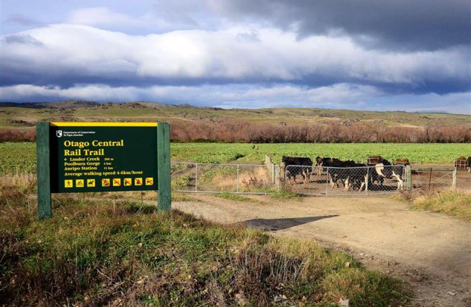 Dairy stock increasingly border the Otago Central Rail Trail.  Photo by Gerald Cunningham.