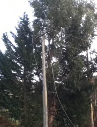 Danica Davies sent these pictures after wind blew over a tree which took out power lines on...