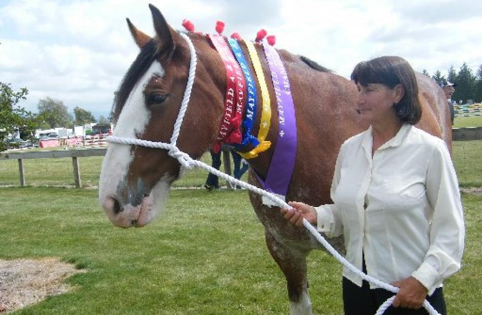Dayboo Amy was the champion Clydesdale at the Mayfield Show. She awaits her turn in the grand...
