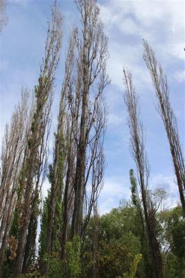 Dead poplar trees line the southern bank of the Clutha River near the Alexandra Bridge. The Otago...