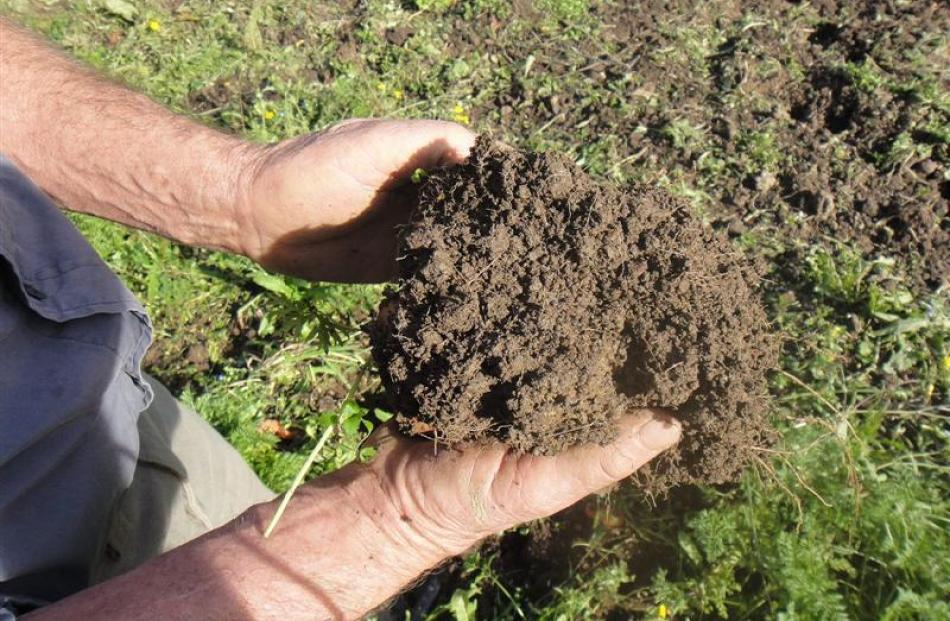 The rich soil from Dennis Enright's Taieri vegetable plot. Photo by Tom McKinlay.