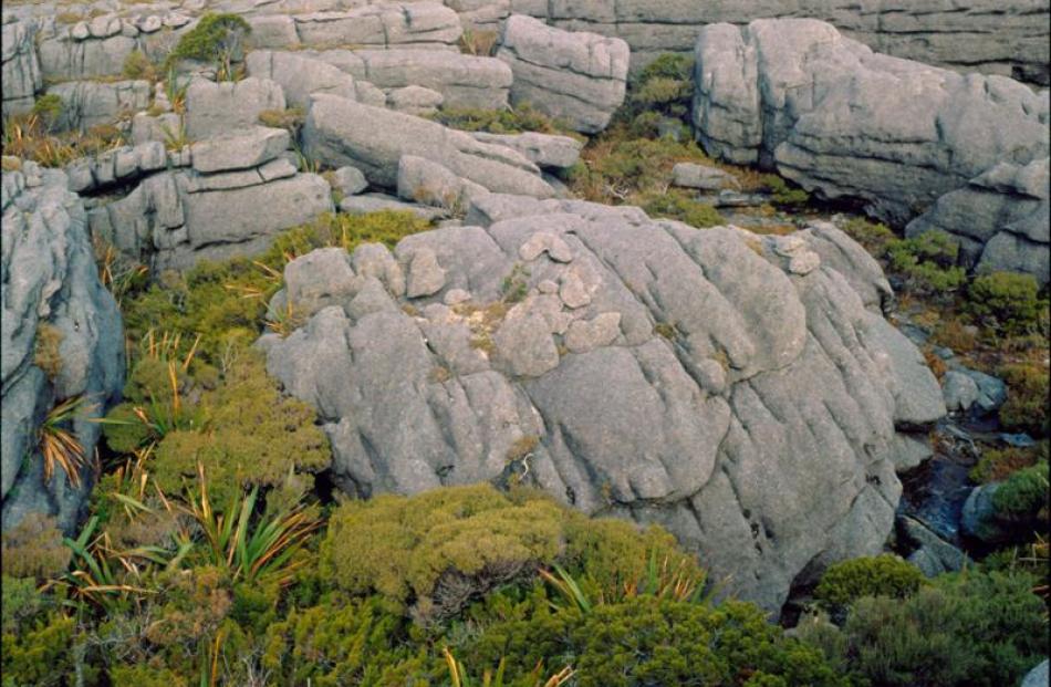 Denniston Plateau is a unique landscape and is home to rare life-forms such as <i>Powelliphanta...