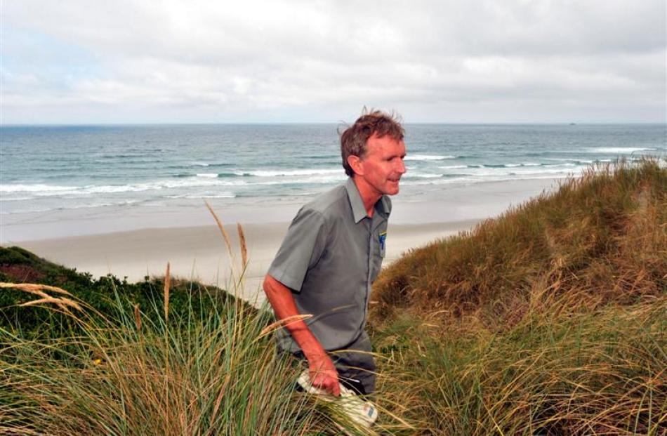 Department of Conservation biodiversity ranger Jim Fyfe searches for a sea lion pup in the sand...