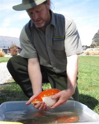 Doc ranger Daniel Jack with one of the bigger goldfish. Photos by Mark Price.