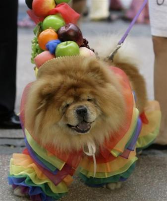 Chuckie, an 8-year-old Chow Chow, wears a samba-inspired costume during a Halloween dog show for...