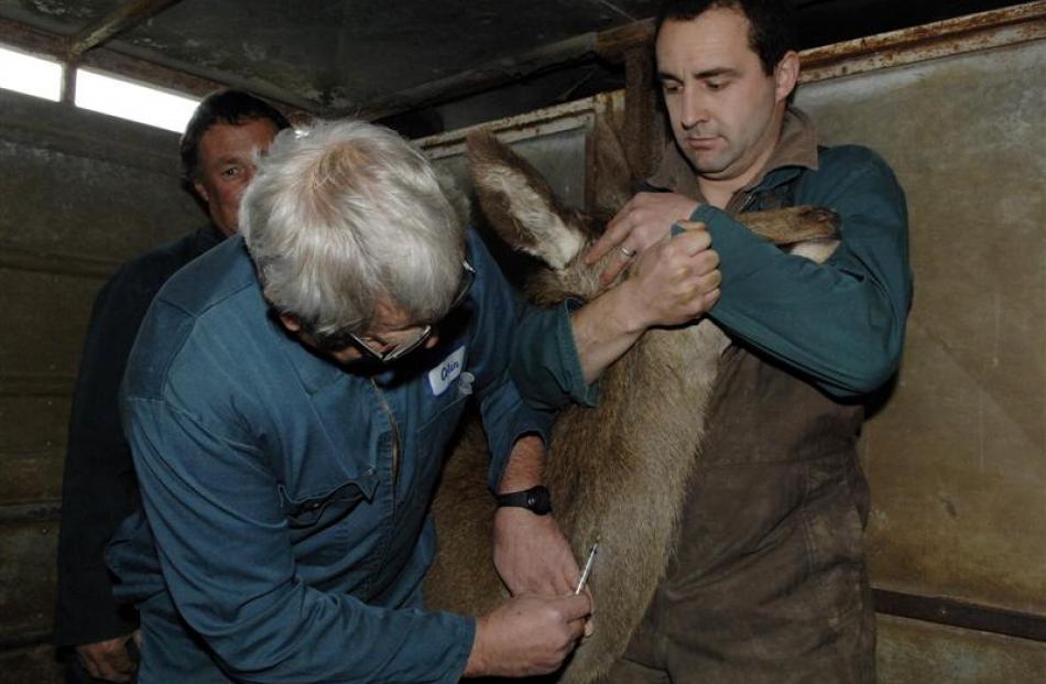 Dr Colin Mackintosh administers an anaesthetic to a deer before a CT scan at Invermay. The deer...