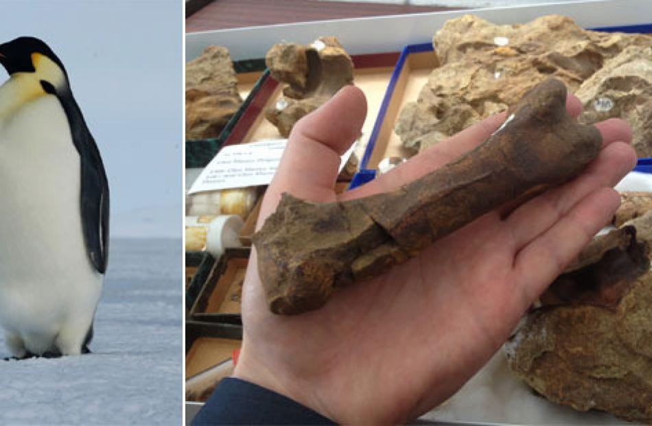Dr Daniel Thomas holds a thigh bone from the fossil penguin which would have stood 30cm taller...