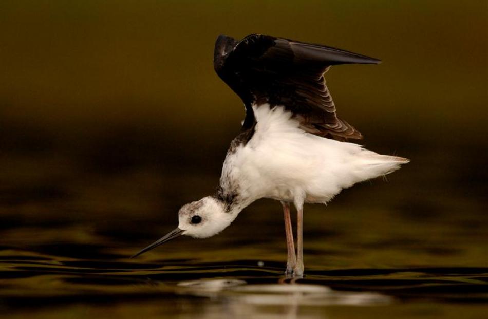 Dunedin photographer Craig McKenzie's  image of a juvenile pied stilt testing its wings at...