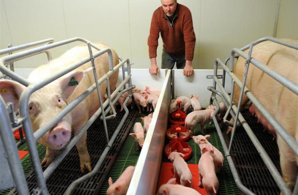 Dunedin pig farmer Pieter Bloem inspects his farrowing crates which prevent the sows from...