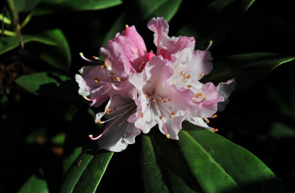Early-blooming ''Christmas Cheer'' is easy to grow. Photo by Linda Robertson.