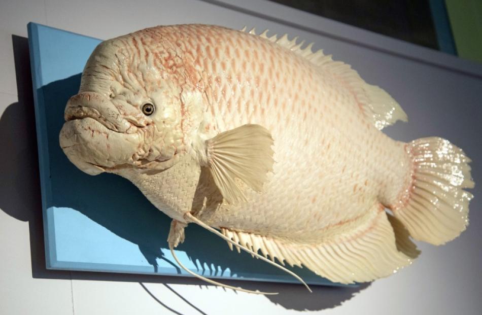 Eric the gourami (1990-2004) grew from a little fish to become a local legend. Photo supplied.