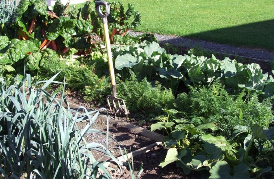 Even a small vege patch can help the household budget. Photos by Gillian Vine.