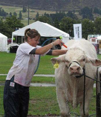 Evolution, a Charolais cattle beast from Silver Stream at Greenpark, near Tai Tapu, Christchurch,...